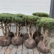 Pinus sylv. 'Watereri' 80-100 cm container meerstammig