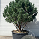 Pinus sylv. 'Watereri' 160-180 cm container meerstammig