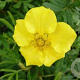 Potentilla f. 'Jackman's Variety' GM 1.5