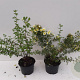 Potentilla f. 'Limelight' 30-40 cm C1.5