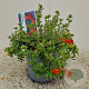 Potentilla f. 'Red Ace' 30-35 cm 2,0L