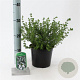 Prostanthera cuneata 20-25 cm 2,0L