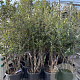 Quercus ilex 125-150 cm 25L meerstammig