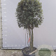 Quercus ilex 225-250 cm container meerstammig