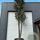 Quercus ilex 450-500 cm container meerstammig