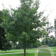 Quercus coccinea 30-35 HO draadkluit 250 cm stam