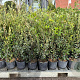 Quercus ilex 50-70 cm 3,0L