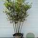 Quercus ilex 200-250 cm cont. 55L meerstammig