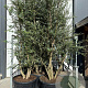 Quercus suber 250 cm cont. 90L meerstammig solitair