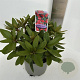 Rhododendron (Y) 'Bohl Roter Stern' 30-40 cm 5,0L
