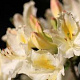 Rhododendron (AP) 'Daviesii' 40 cm 5,0L