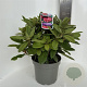 Rhododendron (Y) 'Dopey' 30-40 cm 5,0L