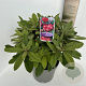 Rhododendron (Y) 'Dopey' 30-40 cm 5,0L
