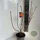 Rhododendron (AK) 'Golden Eagle' 40-50 cm 5,0L