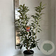 Rhododendron (AK) 'Golden Eagle' 40-50 cm 5,0L