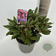 Rhododendron (Y) 'Kalinka' 30-40 cm 5,0L