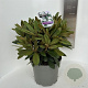 Rhododendron (Y) 'Porzellan' 30-40 cm 5,0L