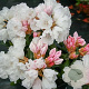Rhododendron 'Schneekissen' 25-30 cm 5,0L