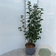 Ribes alpinum 'Schmidt' 40-60 cm 2,0L