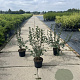 Ribes alpinum 'Schmidt' 40-60 cm 5,0L