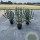Ribes alpinum 'Schmidt' 60-80 cm 7,5L