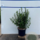Ribes alpinum 'Schmidt' 60-80 cm 7,5L