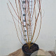 Salix alba 'Chermesina' 100-125 cm 12L