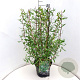 Salix babylonica 'Tortuosa' 80-100 cm 10L