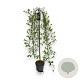 Salix caprea 'Kilmarnock' hoogstam container dakvorm
