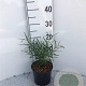 Salix elaeagnos 'Angustifolia' 30-40 cm 2,0L