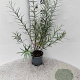 Salix elaeagnos 'Angustifolia' 40-60 cm 2,0L