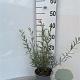 Salix purpurea 'Nana' 40-60 cm 2,0L