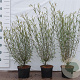 Salix purpurea 'Nana' 60-80 cm 2,0L