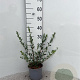 Salix repens 30-40 cm 2,0L
