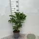 Sambucus nigra 40-60 cm 2,0L