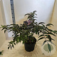 Sambucus nigra Black Beauty 60-80 cm 10L