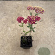 Achillea m. 'Paprika' GM P9