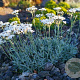 Achillea umbellata GM P9