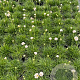 Armeria mar. 'Alba' GM 2,0L