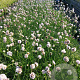 Armeria mar. 'Alba' GM 2,0L