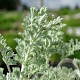 Artemisia arbor. 'Little Mice' GM P9