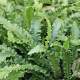 Asplenium scol. 'Angustatum' GM P9