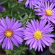 Aster (D) 'Augenweide' GM P9