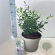 Sarcococca ruscifolia 30-40 cm 5,0L