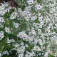 Aster 'Schneegitter' GM P9