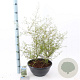 Sophora 'Little Baby' 40-50 cm 5,0L