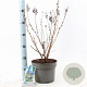 Sorbaria sorbif. 'Sem' 30-35 cm 5,0L