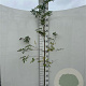 Sorbus aucuparia 175-200 cm 5,0L