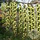 Stachyurus chin. 'Celina' 50-60 cm 3,5L MPS-GAP MPS-A