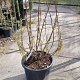 Stachyurus praecox 125-150 cm cont. 55L najaarspotting